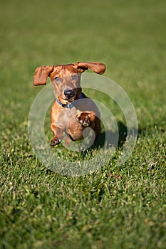 Miniature Dachshund on the run