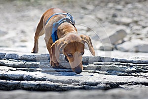 Miniature Dachshund sniffing rocky ledge