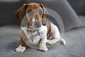 Miniature Dachshund on sofa