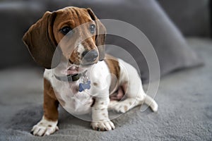 Miniature Dachshund on sofa