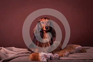 Miniature dachshund studio portrait