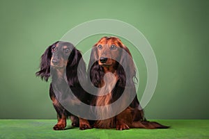 Miniature dachshunds