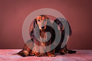 Miniature dachshunds studio portrait