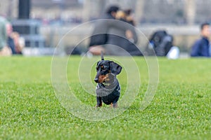 Miniature Dachsund playing in the grass