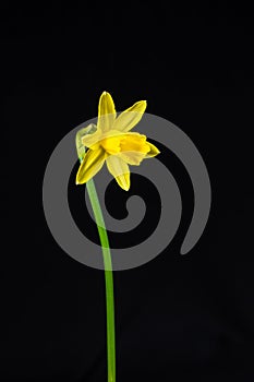 Miniature daff