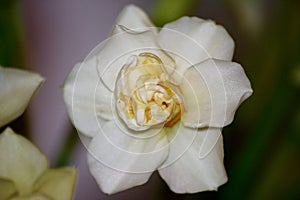 Miniature Daffodil photo