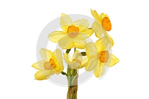 Miniature Daffodil flowers