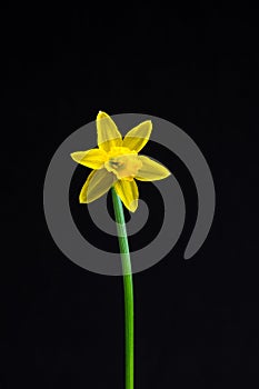 Miniature Daffodils