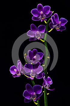 Miniature dark purple phalaenopsis blume orchids with black  background 