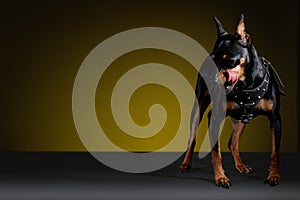 Miniature doberman dog with tongue sticking out photo