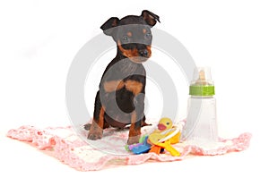 Miniature Doberman Toy Pinsher Puppy Dog