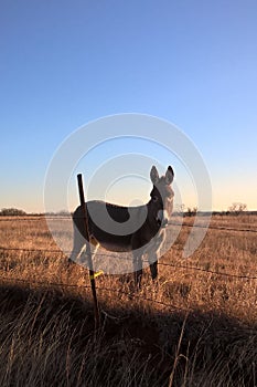 Miniature Donkey