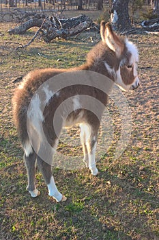 Miniature Donkey