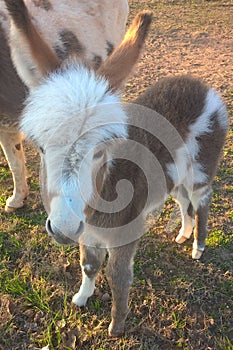 Miniature Donkey