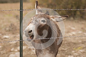 Miniature Donkey braying