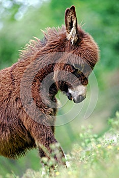 Miniature Donkey in Field