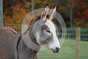 Miniature Donkey