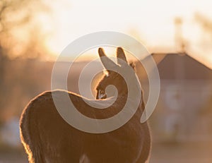 Miniature donkey at sunset backlit with rim light