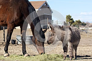 Miniature donkey and Thoroughbred horse