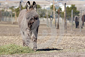 Miniature donkey weanling