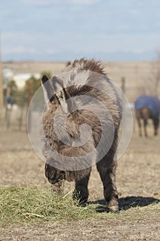 Miniature donkey weanling