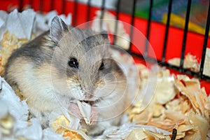 Miniature Dwarf Hamster