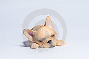 Miniature figure concept of sleeping dog