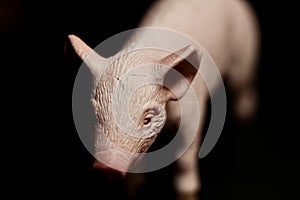 miniature figurine of a pig on a dark background