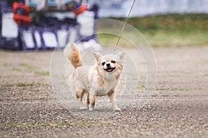 Miniature fluffy long haired white dog Chihuahua