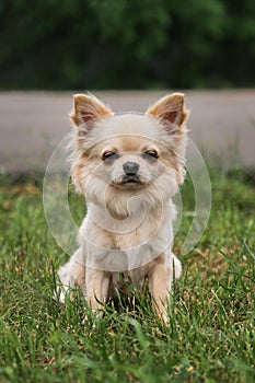 Miniature fluffy pocket purebred dog. Small breed dog show. Long haired Chihuahua of light color sits in park on green grass and