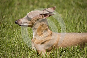 Miniature Greyhound Rescue In Grass