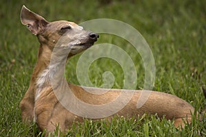 Miniature Greyhound Rescue In Grass