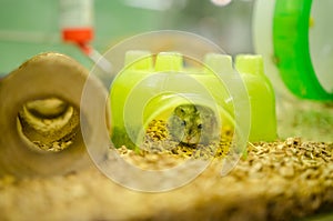 Miniature hamster in a pet shop