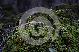 Miniature hills covered with moss