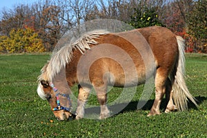 Miniatúrne kôň 