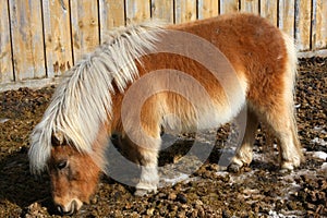 Miniature Horse