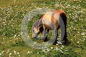 Miniature horse