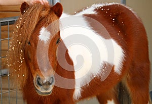 Miniature Horse