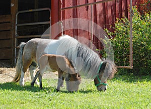 Miniature Horse with Baby