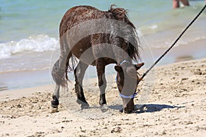 Miniature horse at the beach