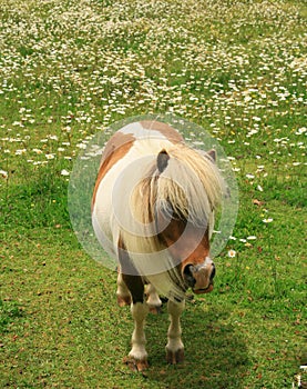 Miniature horse in field