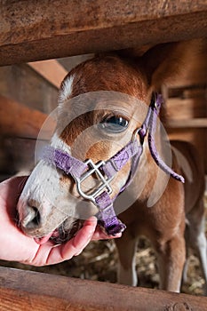Miniature Horse Foal Lies Head in Hand