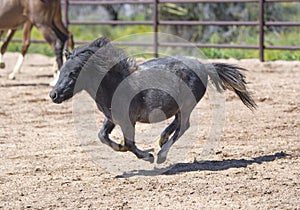 Miniature horse galloping around an arena