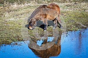 Cute miniature horse by stream.