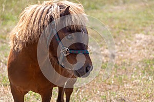 A miniature horse grazing in the pasture.