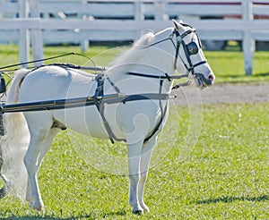 Miniature Horse in Harness