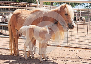 Miniatura un caballo una yegua a potro 