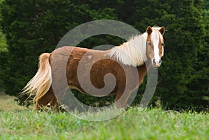 Miniature horse in meadow