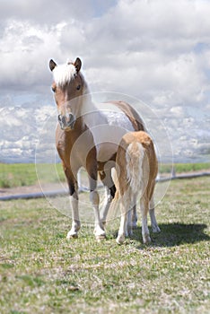 Miniature Horse and Nursing Foal