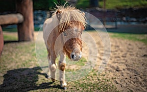 Miniature Horse In A Pasture Portrait